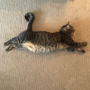 Meet your Posher, Peter